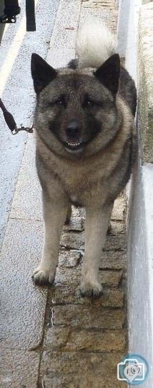 husky