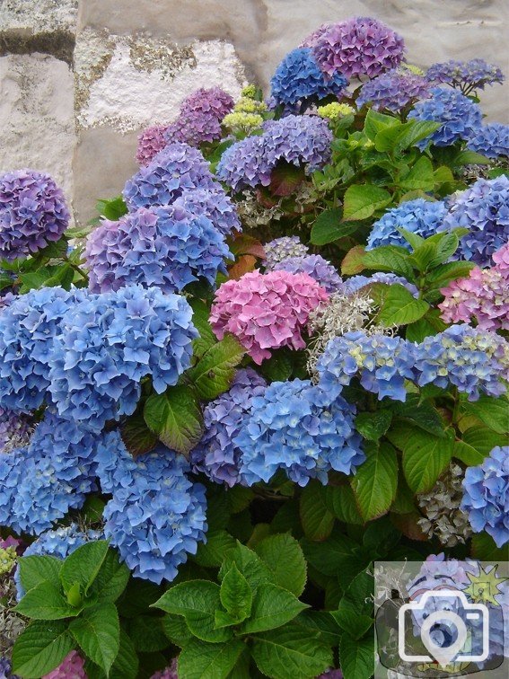 Hydrangea