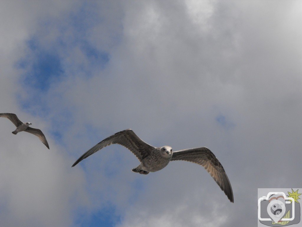 immature_gulls_in_flight