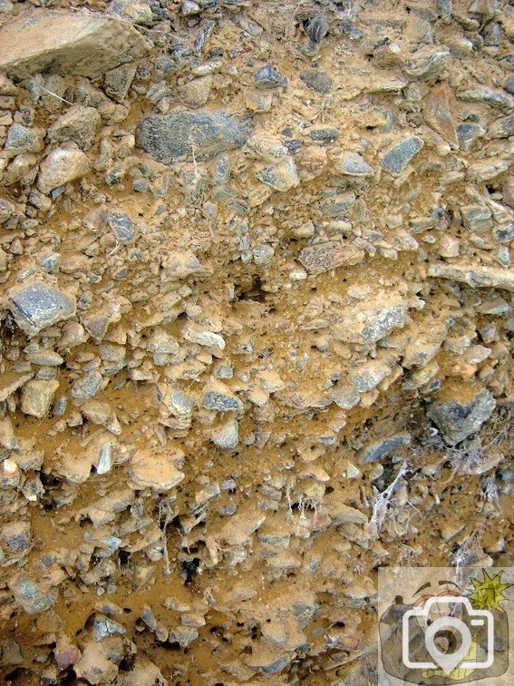 Insect Colony