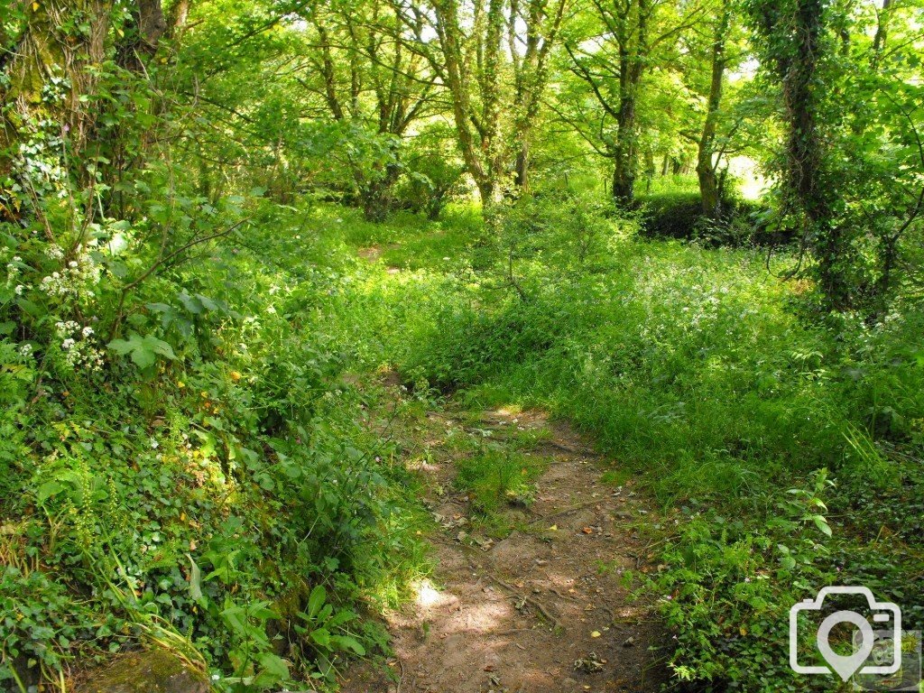 Into the woods