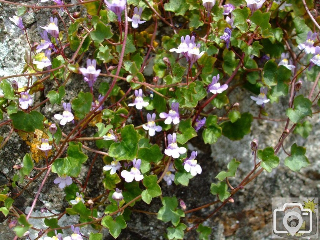Ivy-leaved toadflax - 6th June, 2009 - Penare Gardens