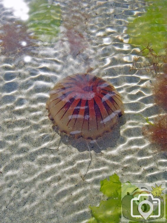 Jellyfish