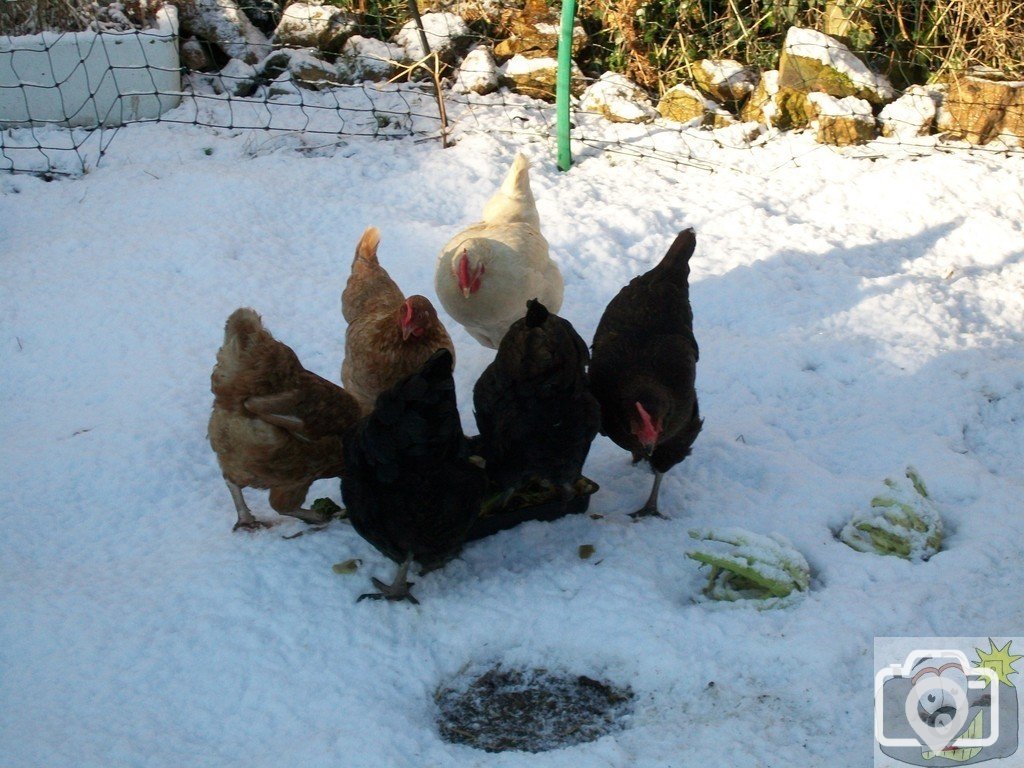 Just as it started to thaw down came another load.
