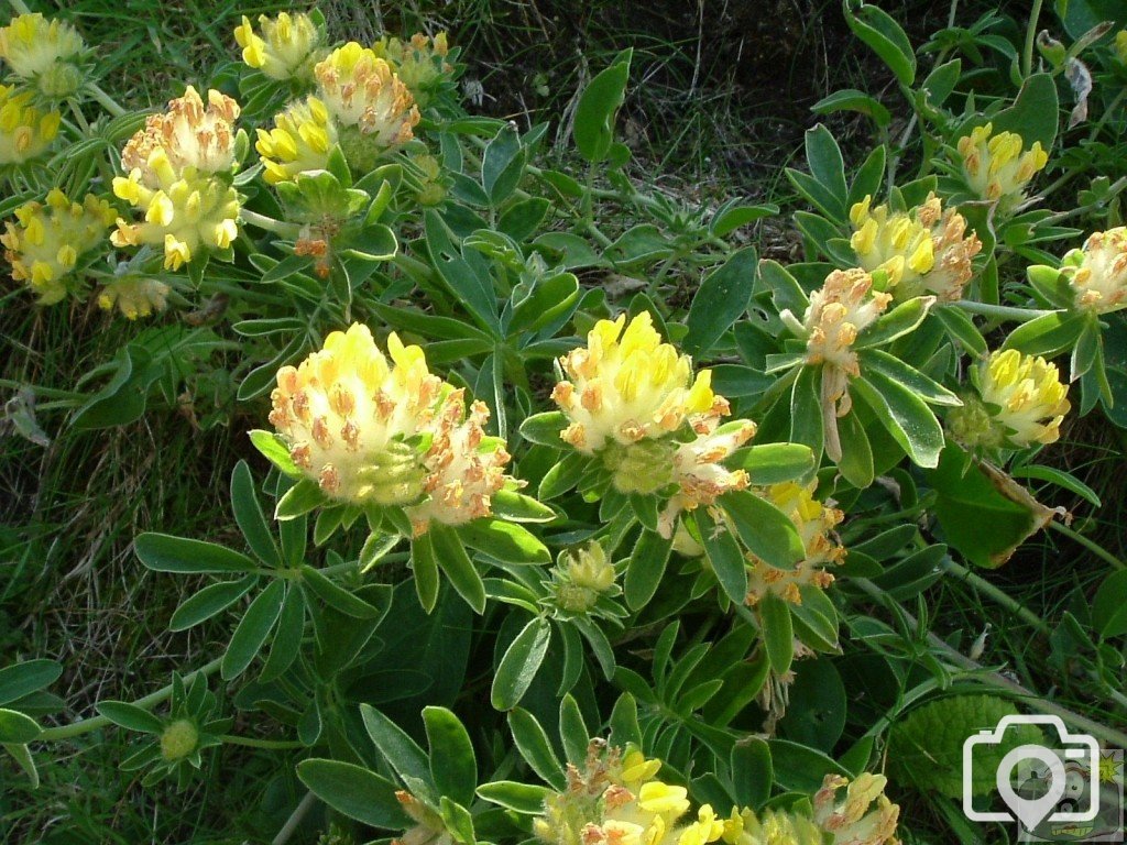 Kidney vetch (anthyllis vulneraria) - 6/6/06