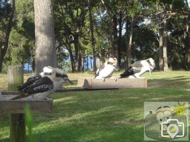 Kookaburras on the bird table in our back garden