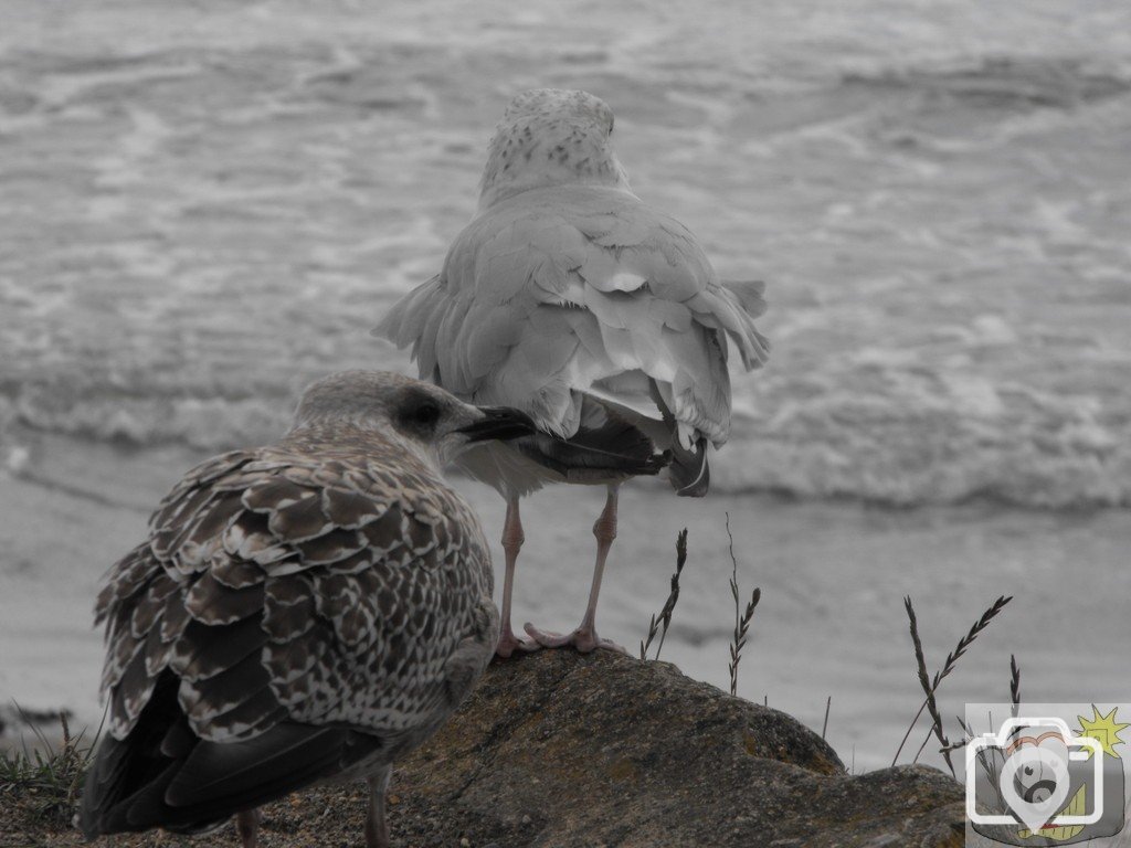 larus_argentatus