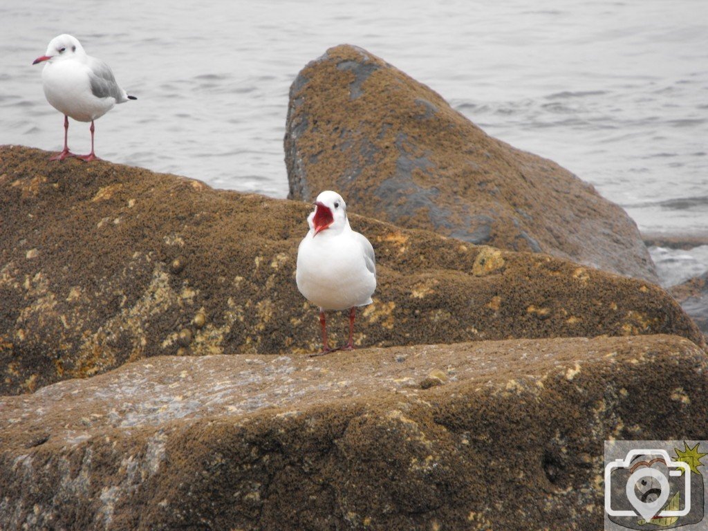 larus_ridibundus