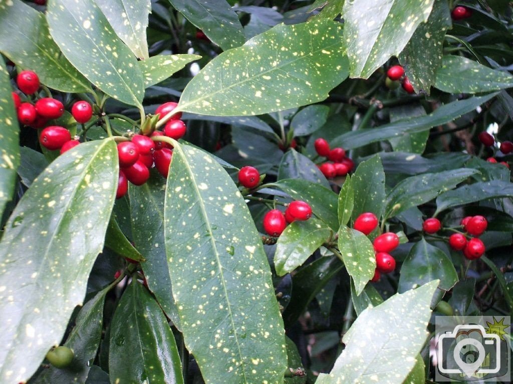 Laurel [?], Morrab Gdns, Feb., 2007
