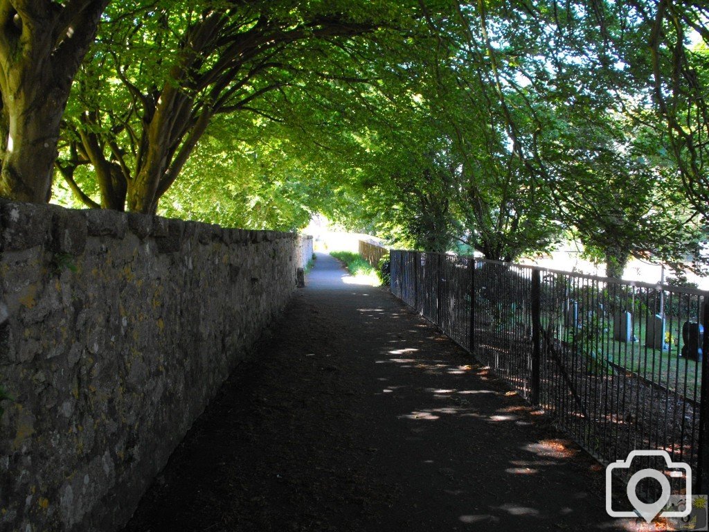 Leafy canopy (1)