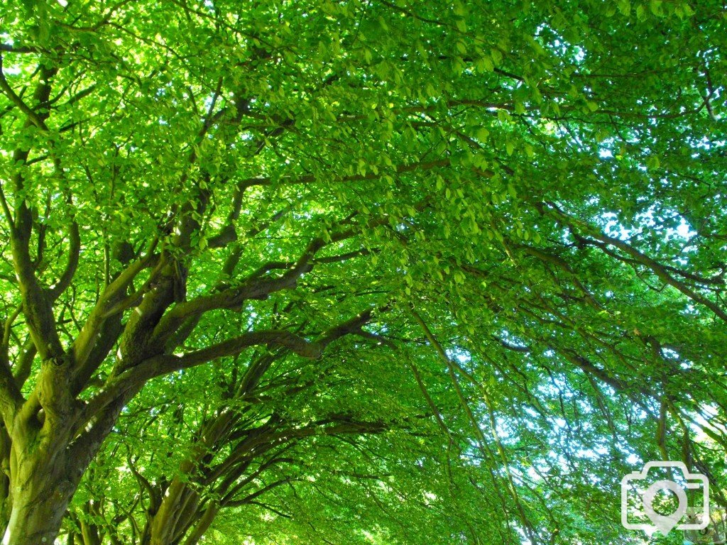 Leafy canopy (2)
