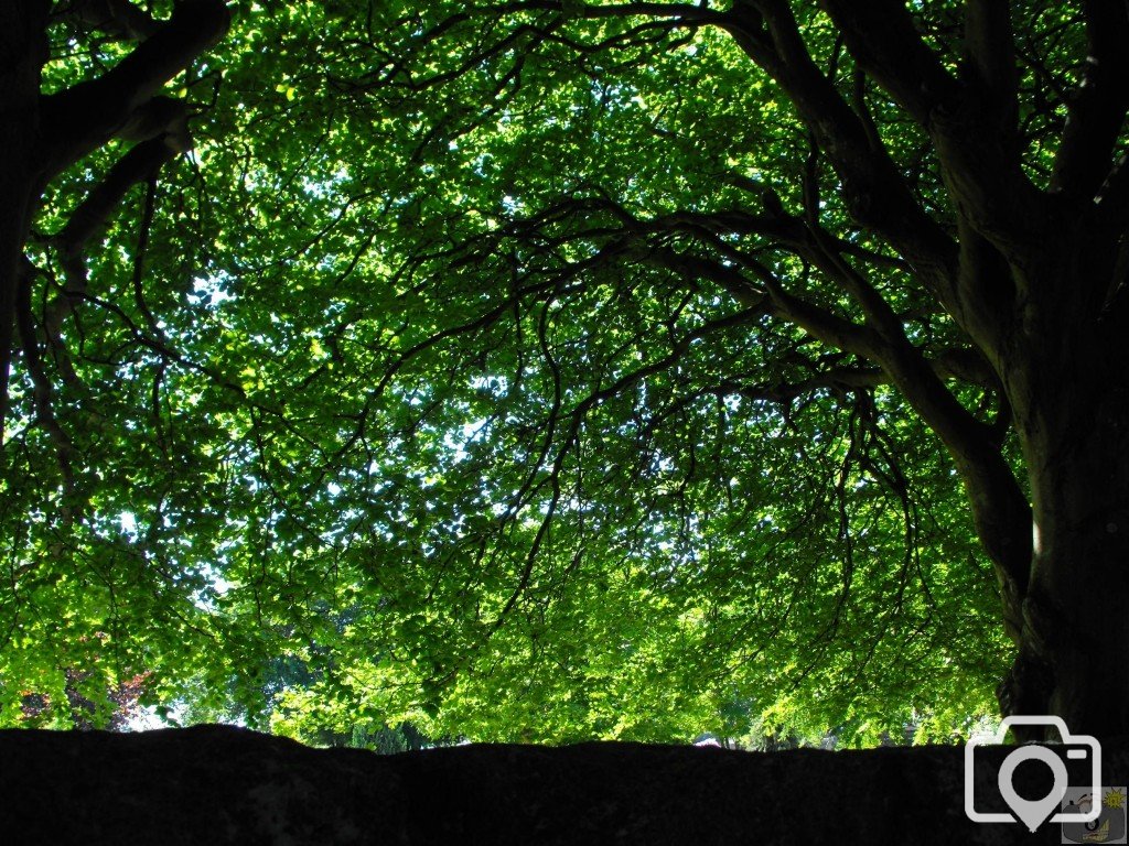 Leafy canopy (3)