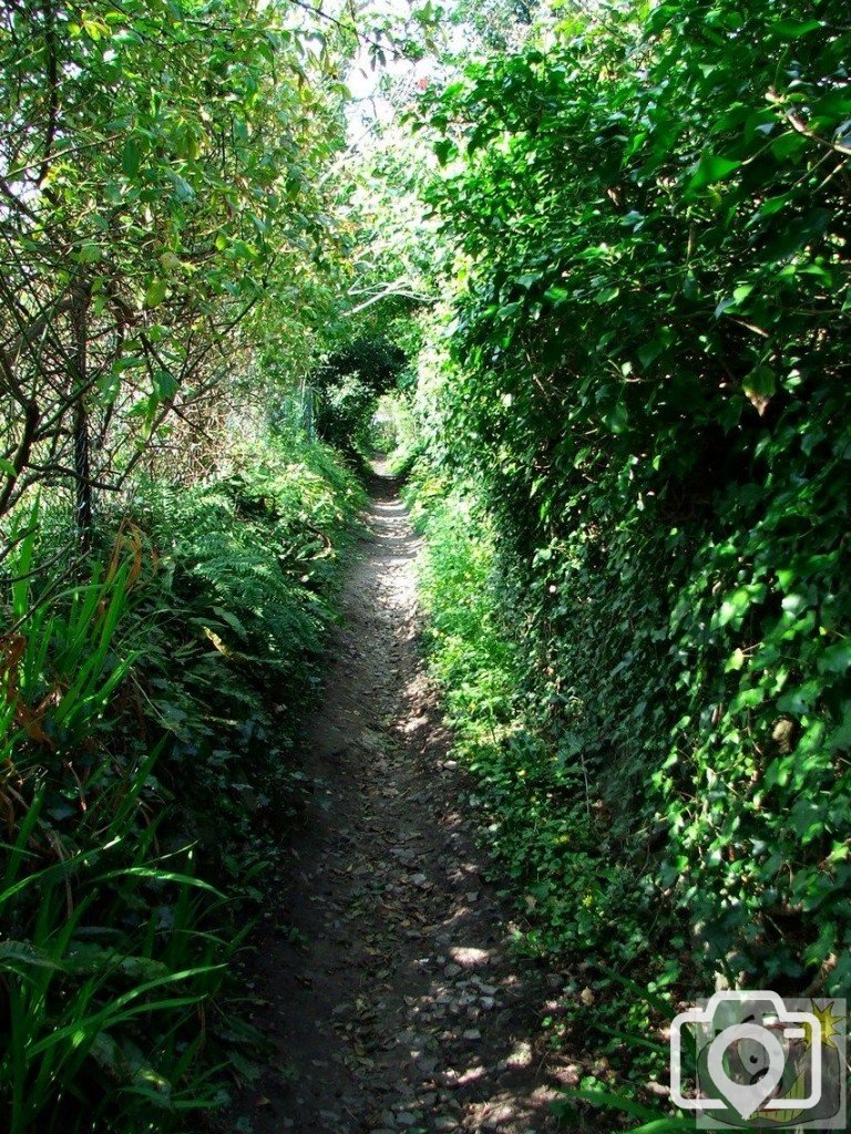 Leafy Lane