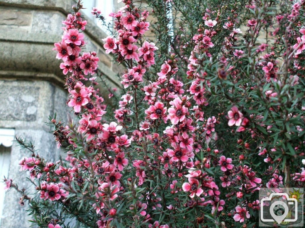 Leptospernum