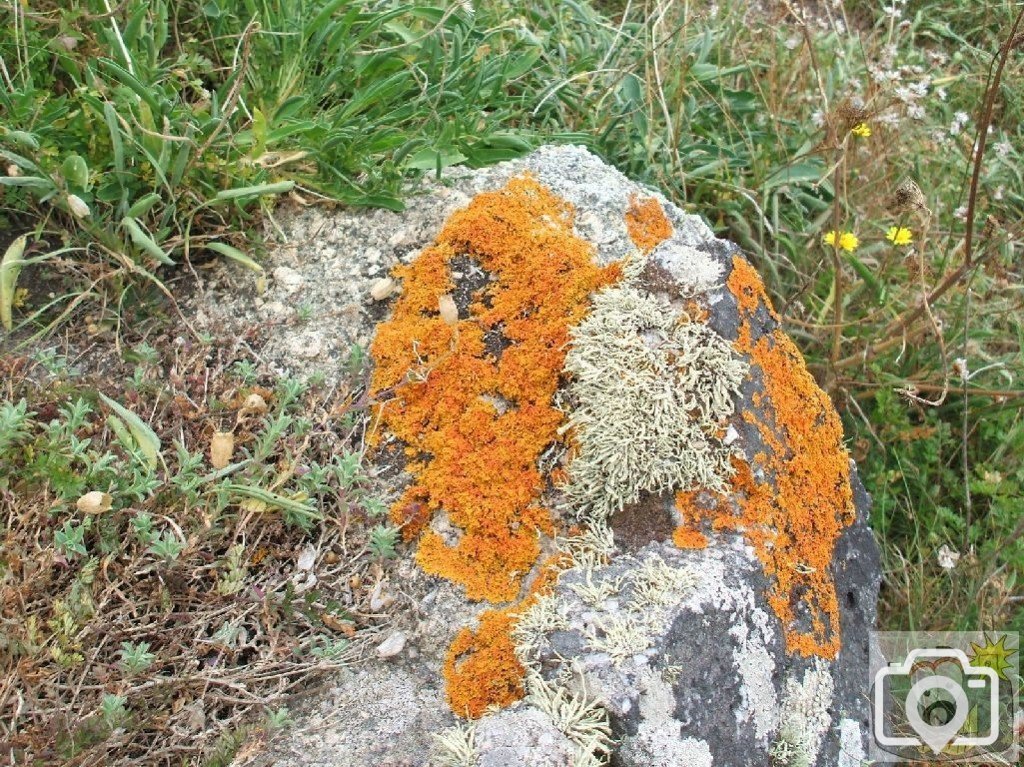 Lichen on a cliffside rock