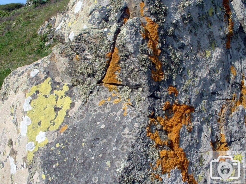 Lichen on a rock at the headland at Perranuthnoe