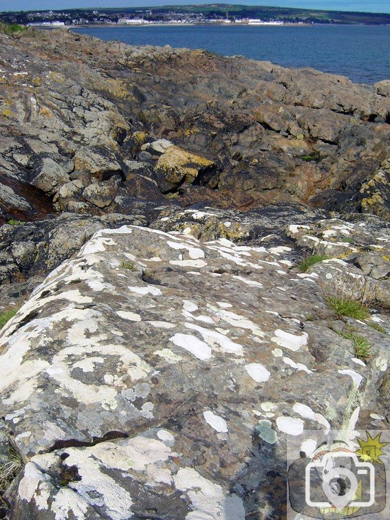 Lichen