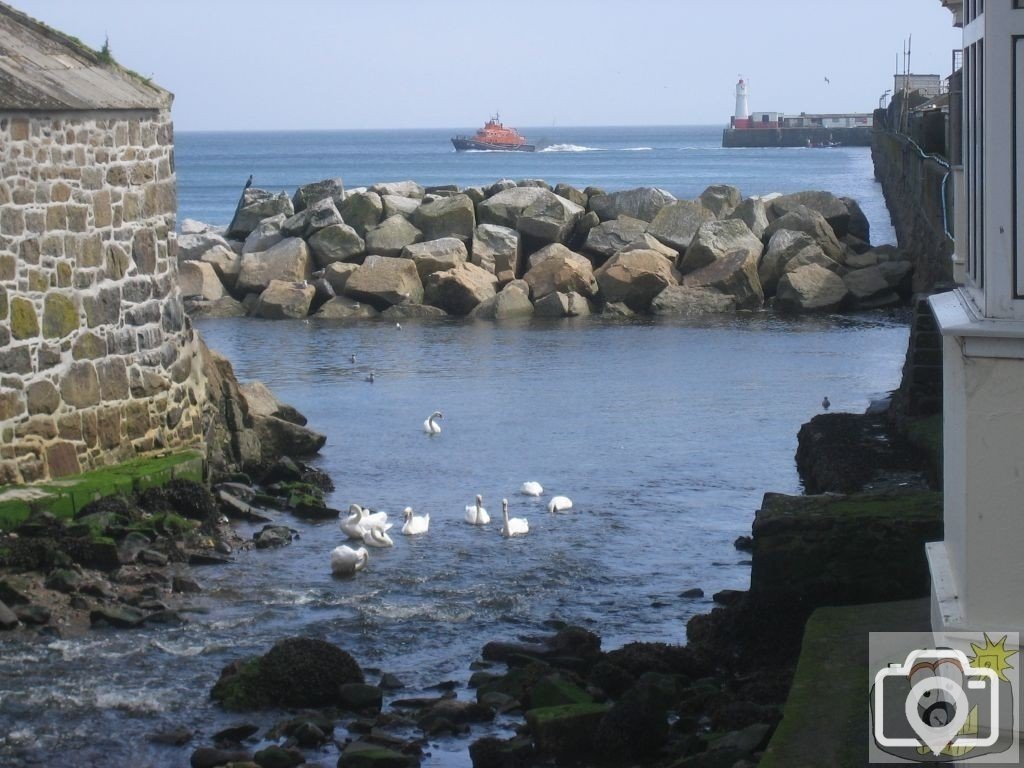 Lifeboat and Swans