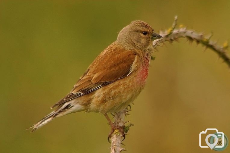 Linnet