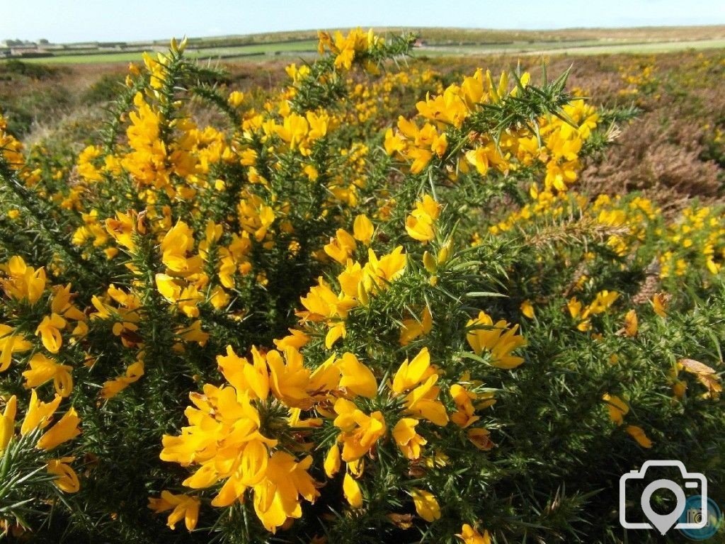 Little Bosullow, Carn Galva and Lanyon - 16th Oct, 2012