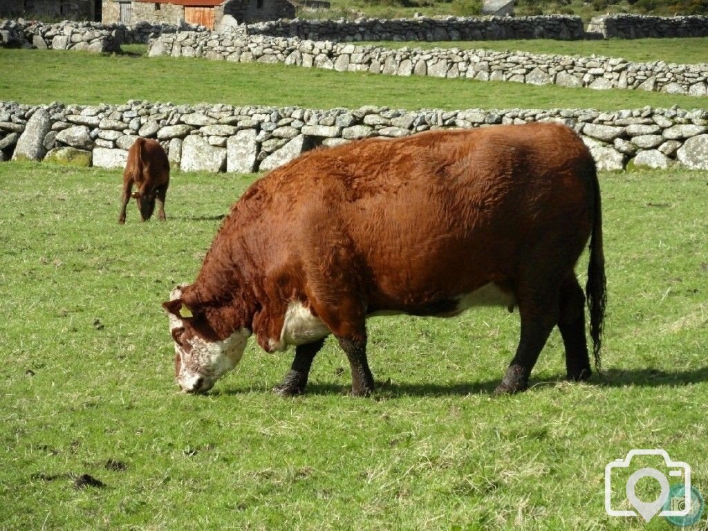 Little Bosullow, Carn Galva and Lanyon - 16th Oct, 2012