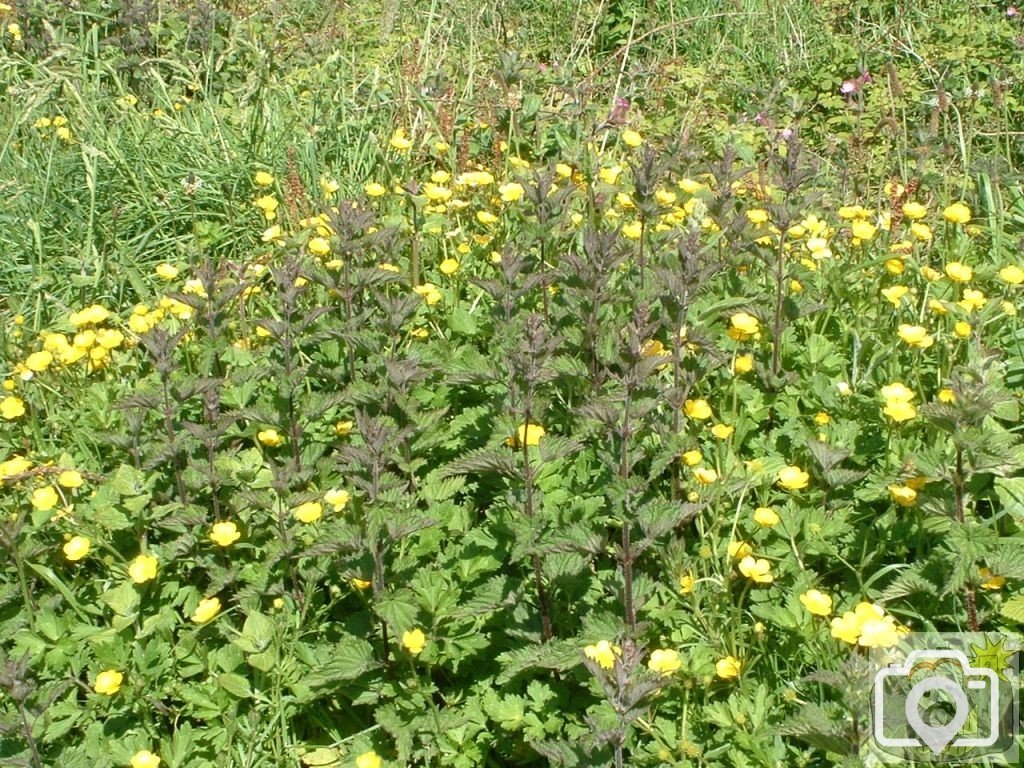 Little Bosullow