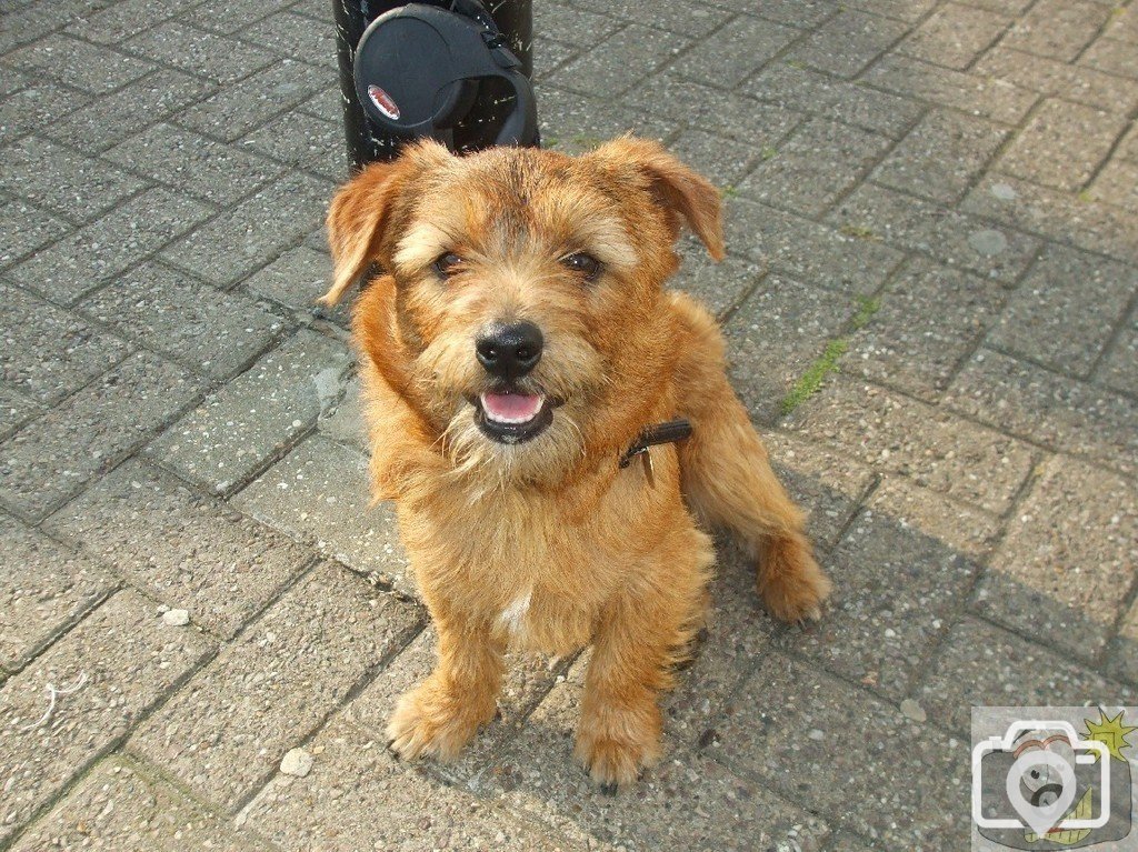 Little Mazey dog - Market Place! What a cutie!