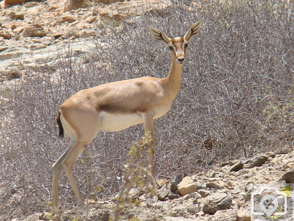 Local wildlife: Salalah, Oman