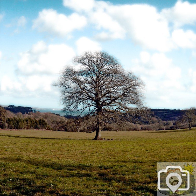 Lone Tree