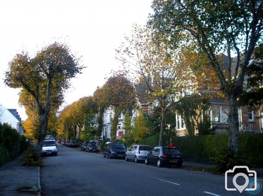 Looking up Alexandra Road in Autumn, 4th Nov10