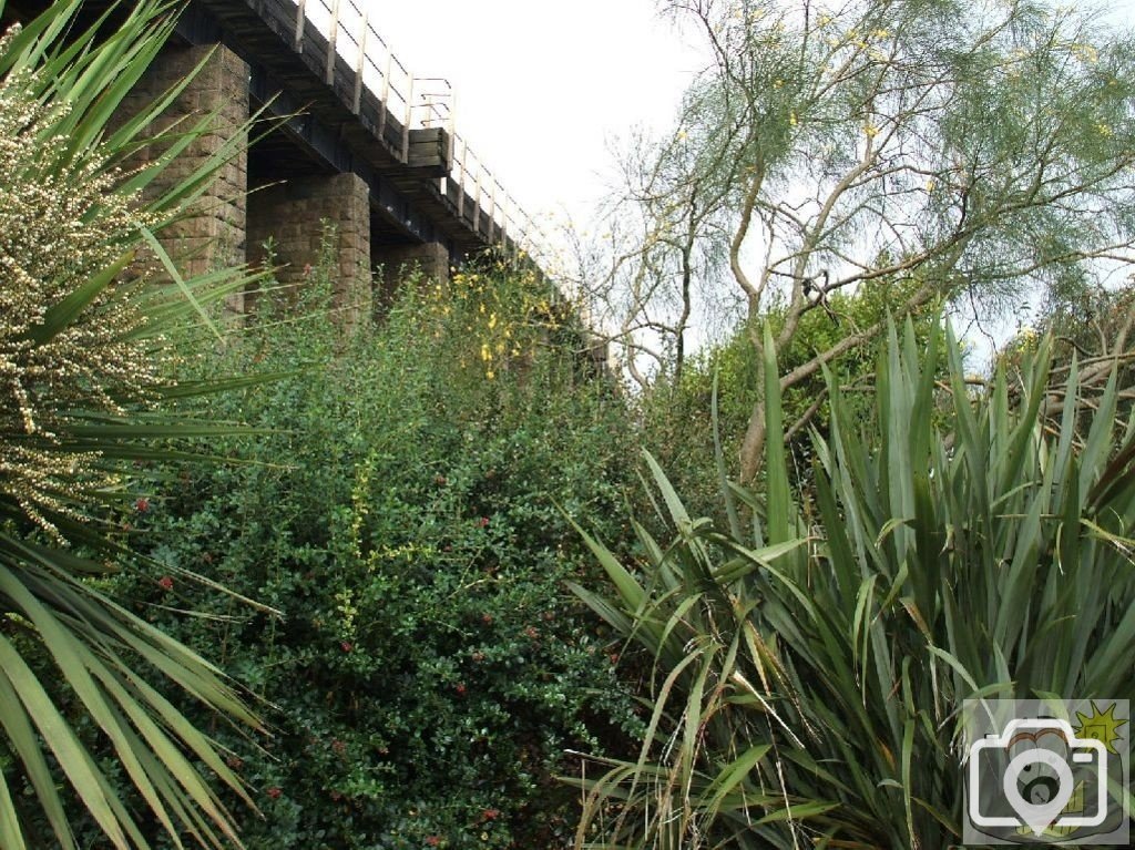 Looking up through foliage to the Viaduct, Hayle