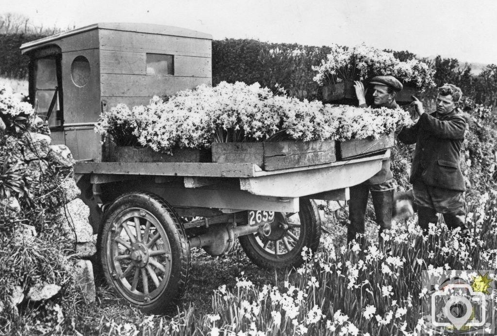 Lorryload of Daffs