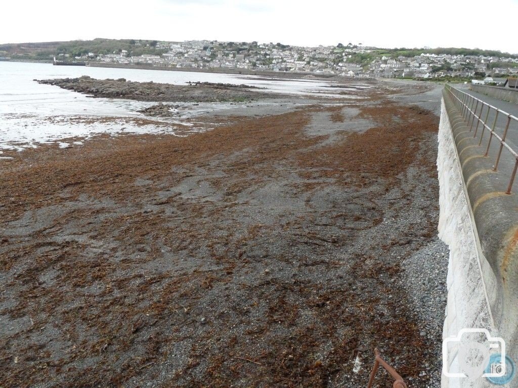 Low  tide.  Mount's  Bay.