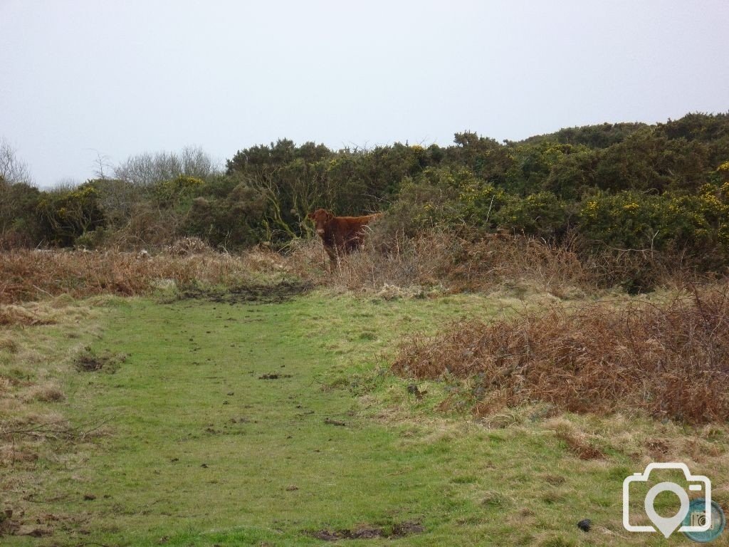 MADRON CARN
