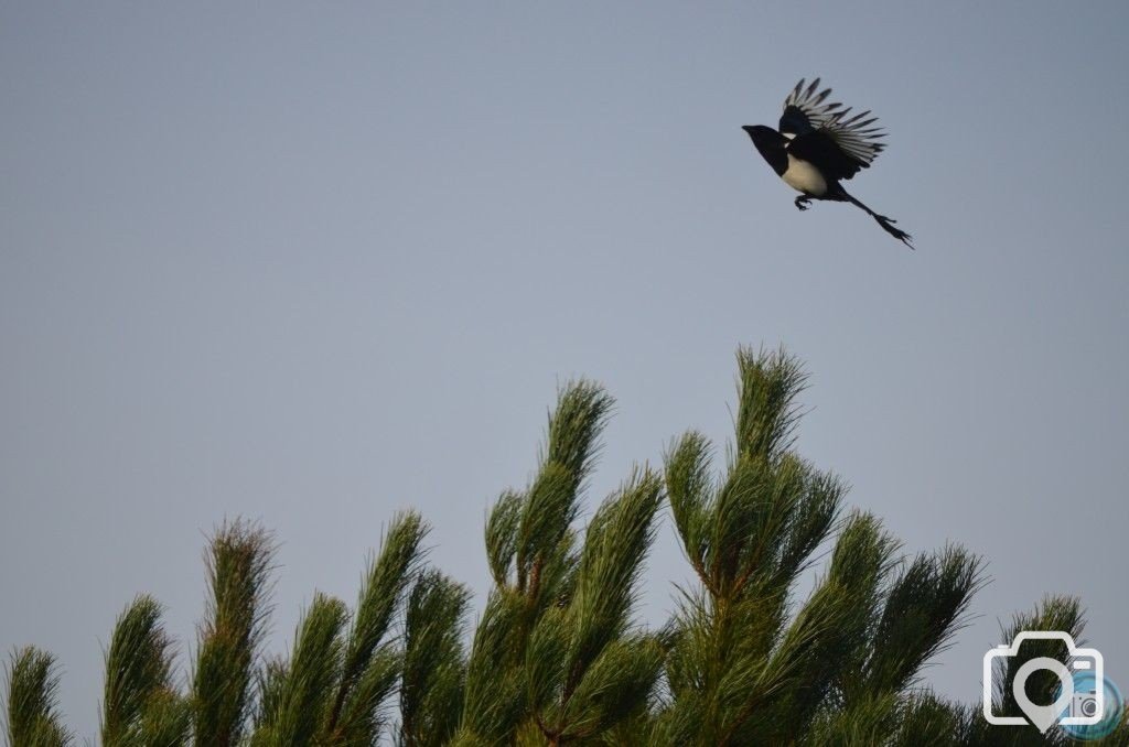 magpie in flight