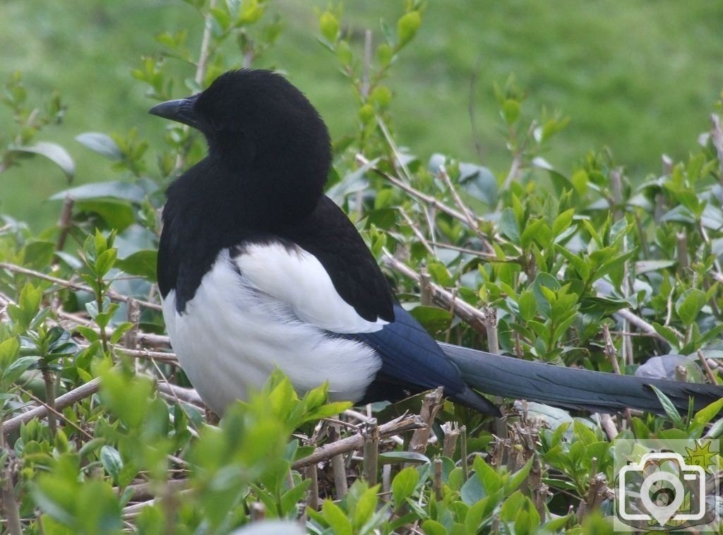 Magpie !!