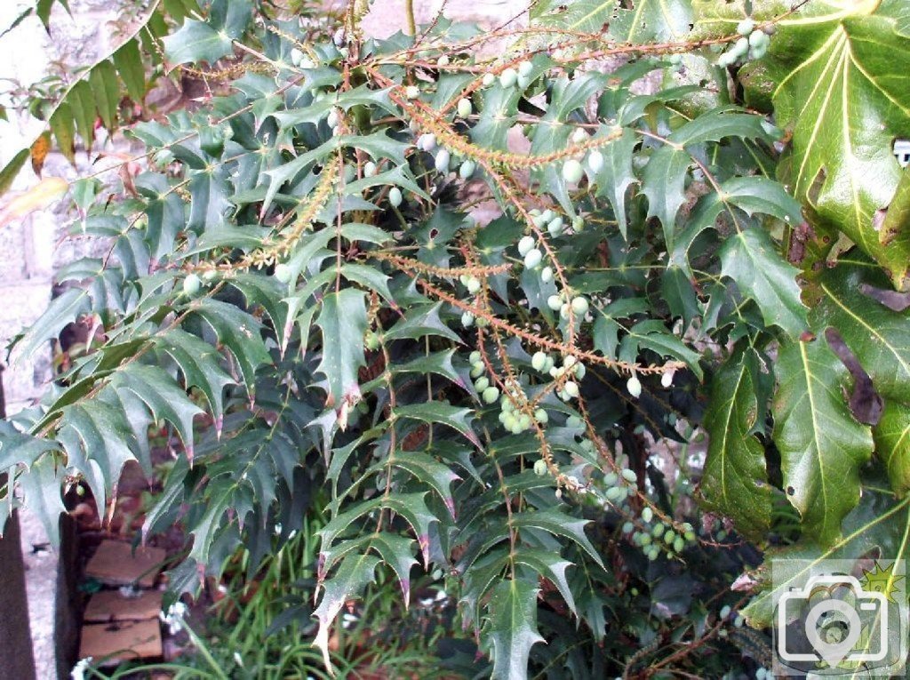 Mahonia Japonica [?] in Barwis Hill