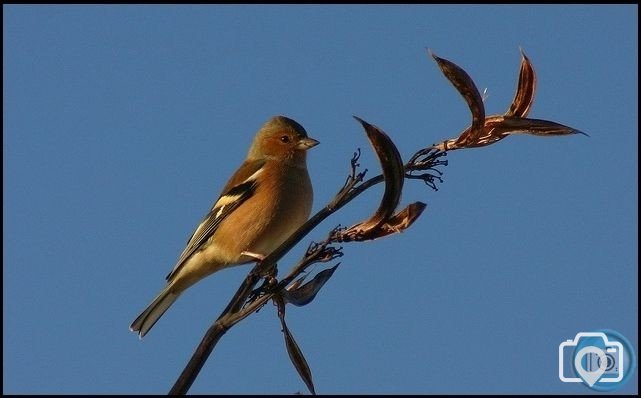 Male Chaffinch