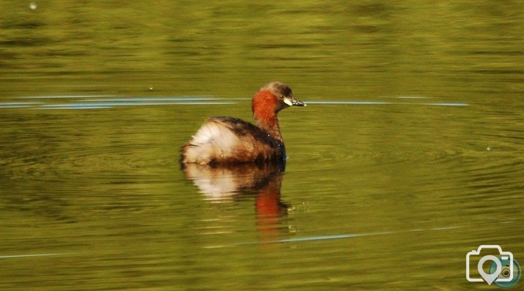 Male Dabchick / Little Grebe