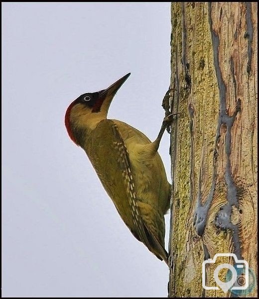 Male Green Woodpecker