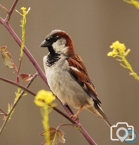 Male House Sparrow