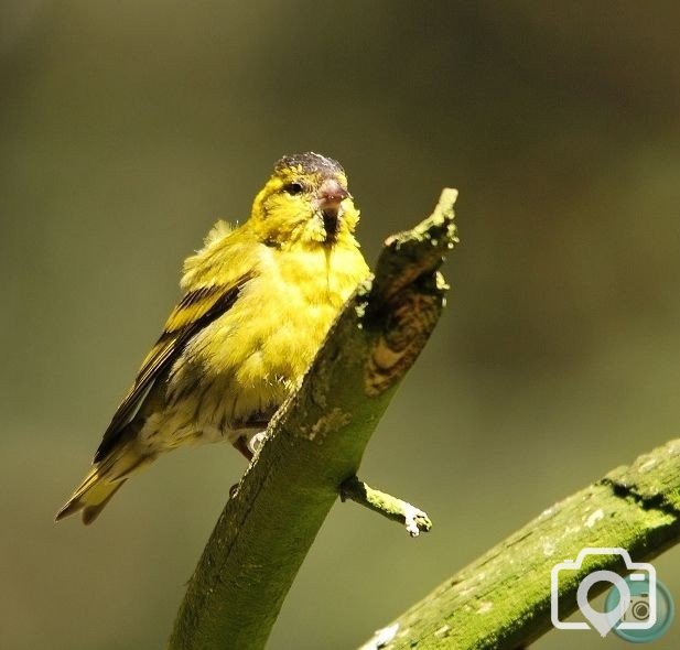 Male Siskin