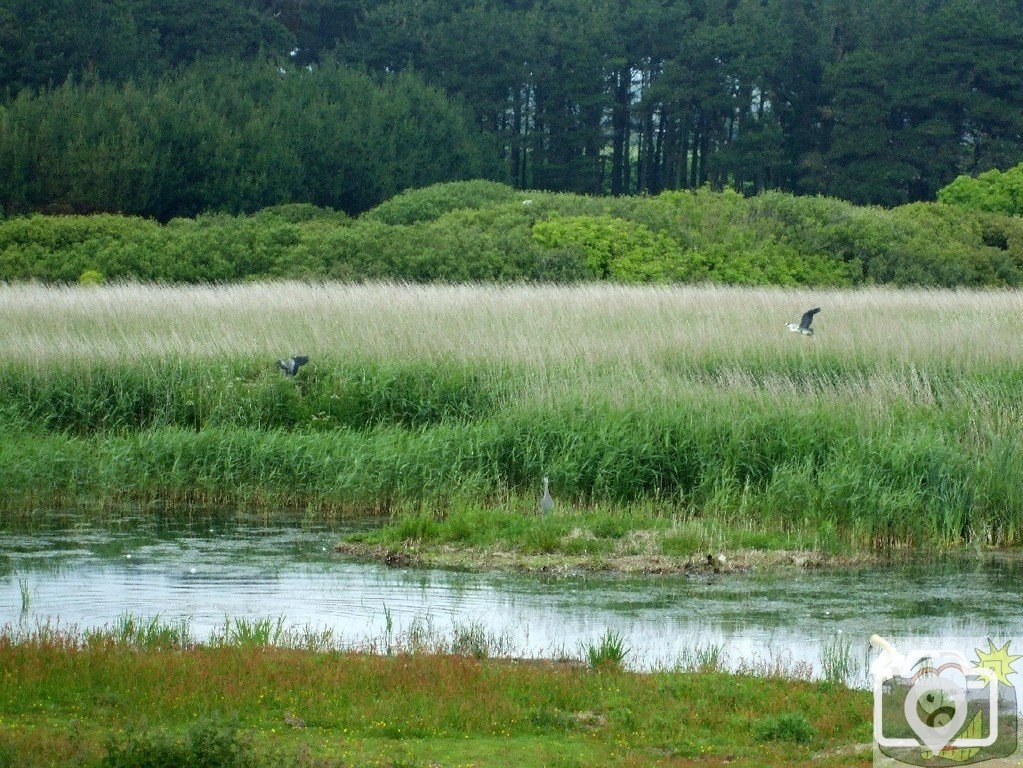Marazion Marsh - 02Jun10