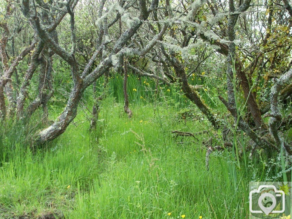Marazion Marsh - 02Jun10