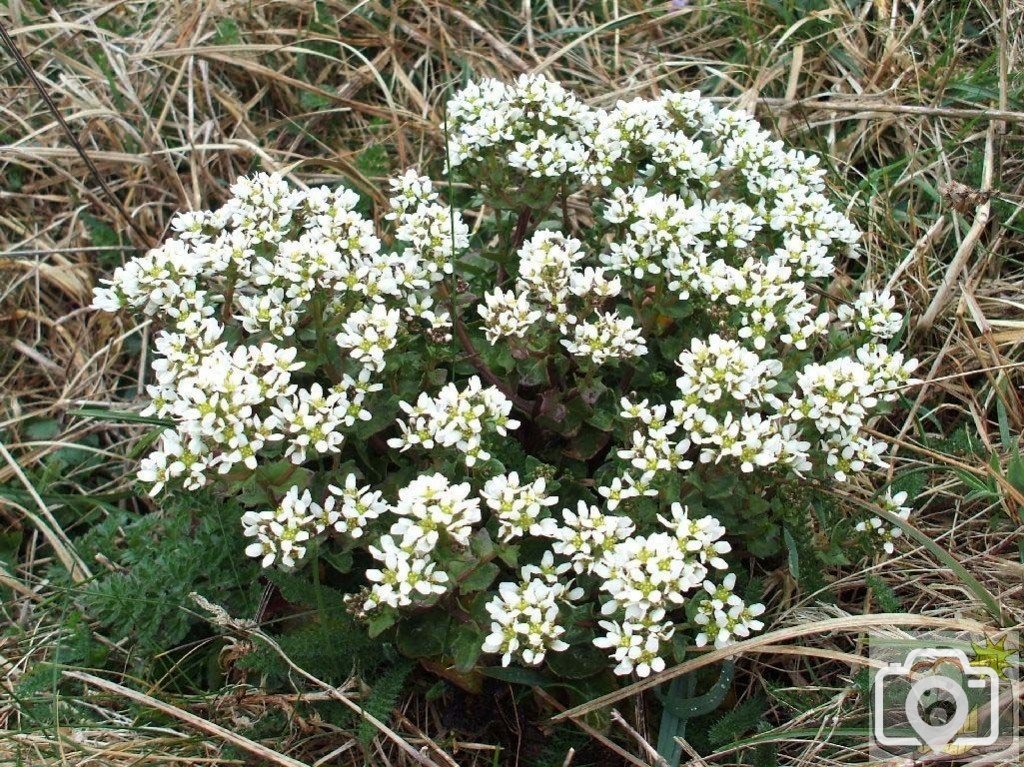 Maritime cliff plant to be identified