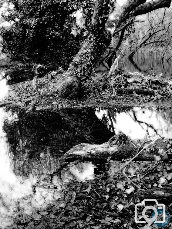 Marshes 01