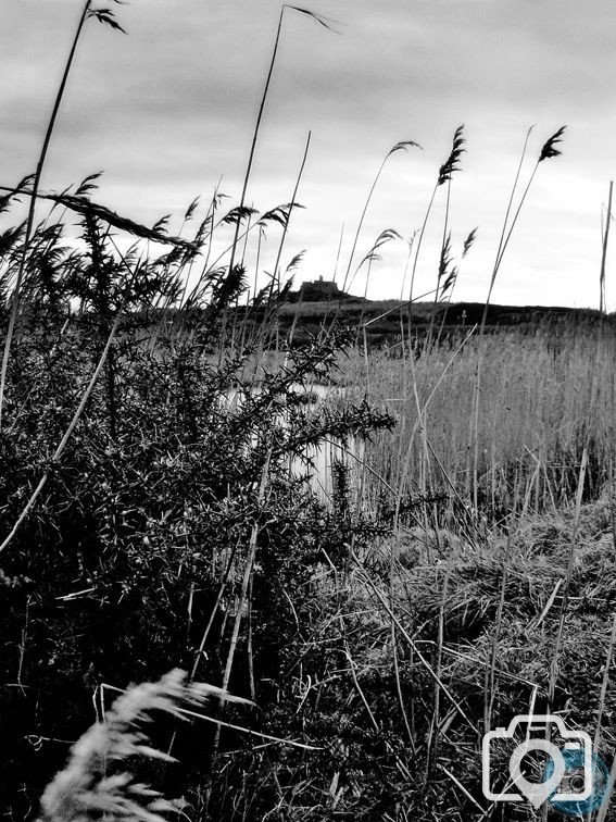 Marshes 04