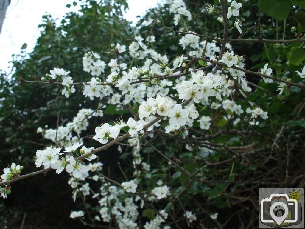 May (or Blackthorn), Lamorna Cove