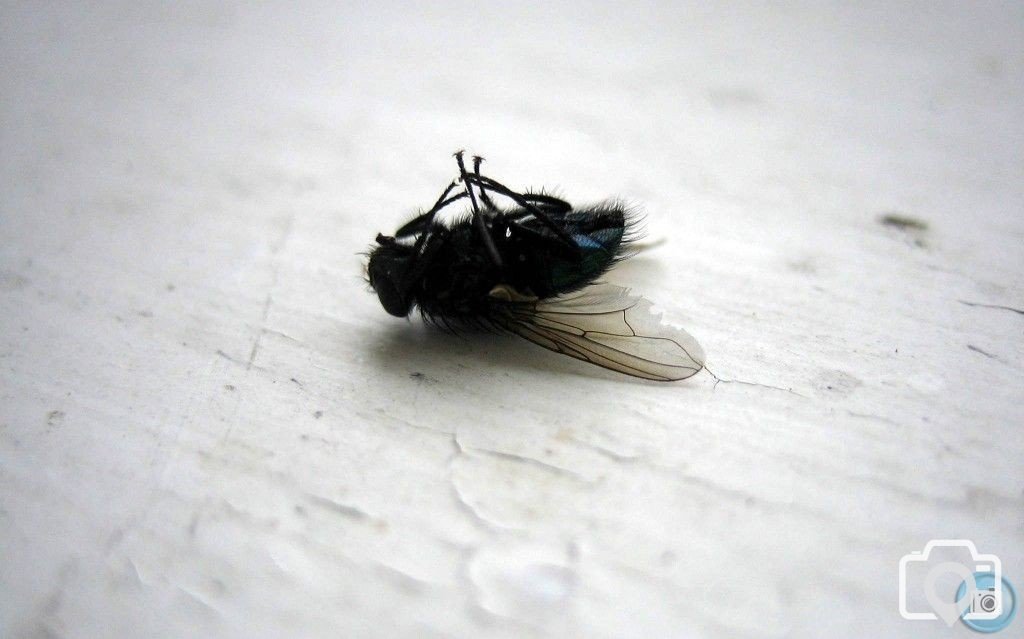 Momento Mori - Musca Domestica