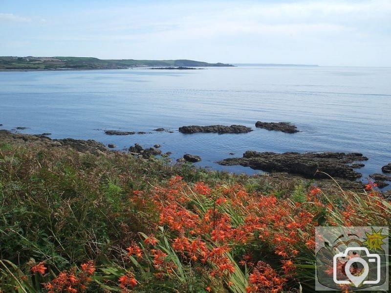 Montbretia in the gardens to the east of the Mount - St Michael's Mount